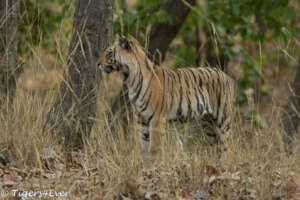 Who's there? Tiger Cubs are Always Curious