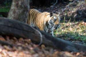 Sometimes wild Tigers appear suddenly round trees