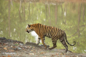 A young male tiger at the water's edge
