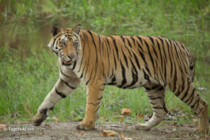 A young Tiger walks confidently along the bank