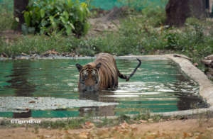 1 of the orphaned cubs in a Tigers4Ever Waterhole