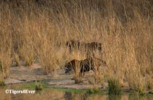 Tiger Stand-off at a Tigers4Ever Waterhole