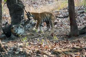 Tiger cubs learning how to defend themselves