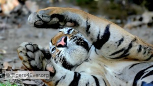 Alpha Male Tiger Resting