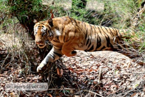 Alpha Male Tiger Returning from a Cattle Kill