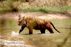 Water is Essential for Wild Tigers now
