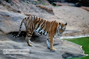 When Tigers Approach Water They're Always Alert