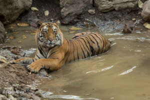 Alpha Male Tiger Rests in a Waterhole after Eating