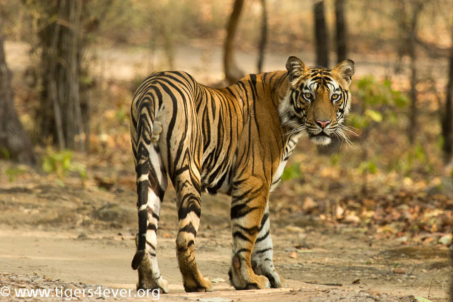 A Young Male Tiger in Bandhavgarh