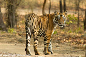 A Young Male Tiger in Bandhavgarh