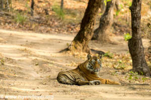 Sub-Adult Male Tiger Resting on the Road