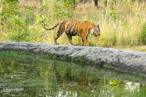 Water is Vital For Tigers and Their Prey