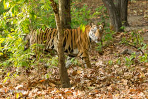 Tigers Need more Forest Cover Too