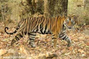 A watchful Tiger crosses the forest track