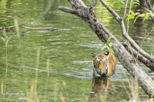 A Young Tigress walking in the River