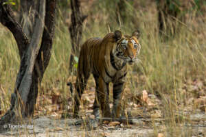 A Young Tigress on Alert