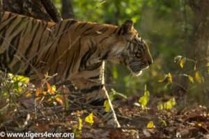 A young tiger finding its way in the Jungle