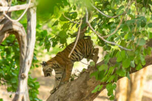 Tiger Cubs often climb & play in Trees