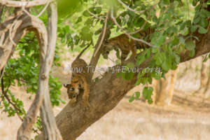 Tiger cubs playing in a tree