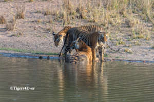 Tigress and Cubs at Tigers4Ever Waterhole