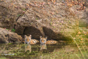 Tiger Cubs Swimming in a Tigers4Ever Waterhole