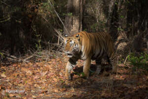 Wild Tiger in the Forest Sunset