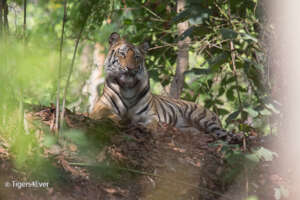 Wild Tiger in the Forest