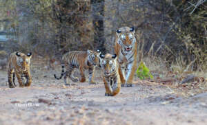 Bandhavgarh Tigress with 3 Cubs