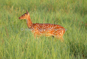 A Chittal (Spotted Deer) in a lush meadow (vah)