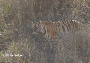 It is harder to see wild tigers in the mist