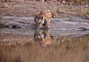 Patrols need to check tiger waterholes for snares