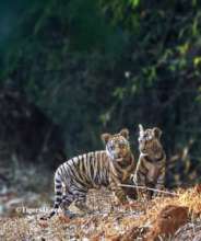 Tiger cubs struggle to survive without mothers