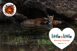 Little by Little Tiger Cubs