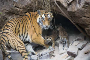 Tigress & Young Cubs