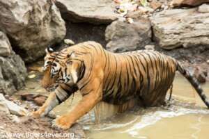 Our Waterholes give Tigers respite in the Drought