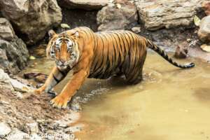 Wild Tiger getting out of the Waterhole