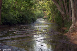 Monsoon Rains Replenish Streams & Rivers