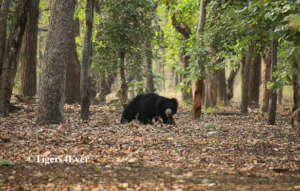 Sloth Bear