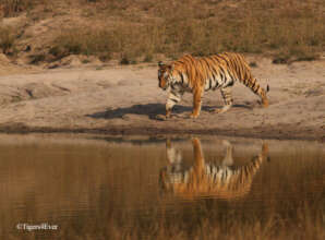 Tigress by Tigers4Ever Waterhole