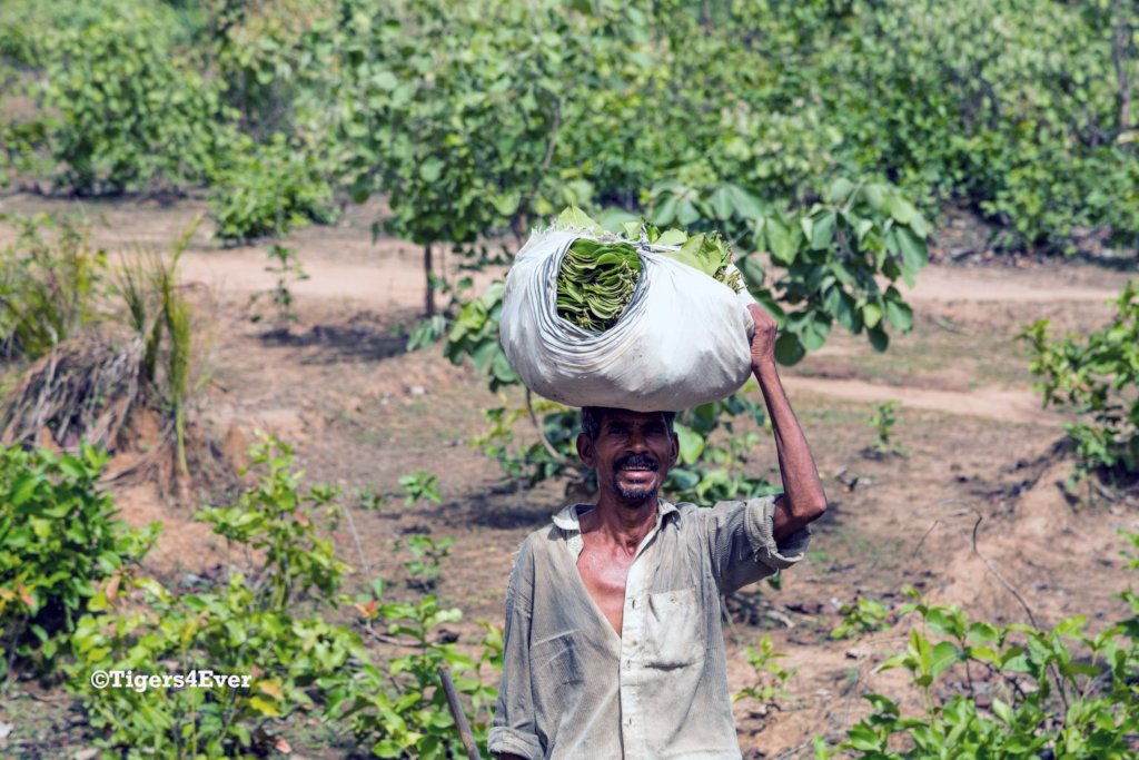 Villager carrying his bundle of Tendu leaves