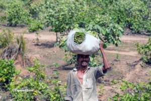 Villager carrying his bundle of Tendu leaves