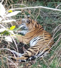 Wild Tigers easily find camouflage in long grass