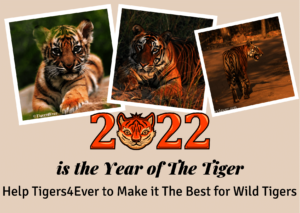 2022 Year of the Tiger