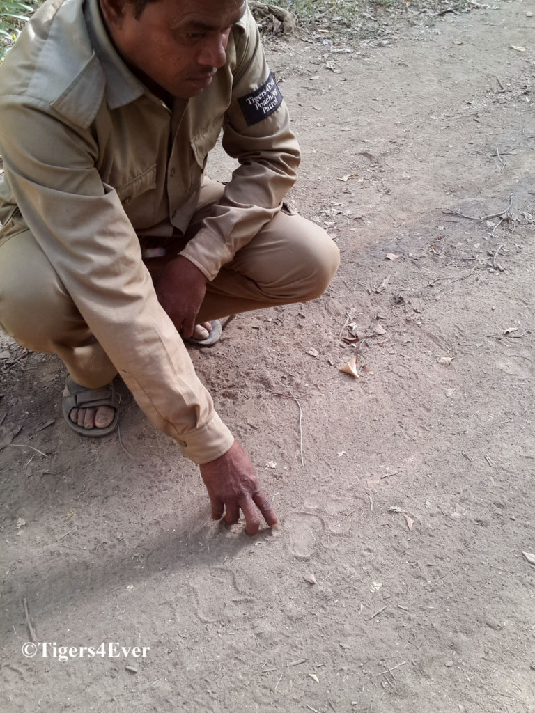 Protect Bandhavgarh's Tigers From Poachers