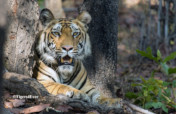 Protect Bandhavgarh's Tigers From Poachers