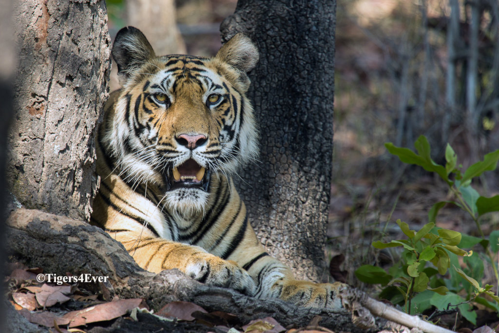 Reports on Saving Bandhavgarh's Wild Tigers from Poachers - GlobalGiving