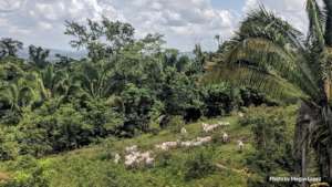 Cattle of small scale farmer