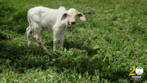 Calf on local farm.