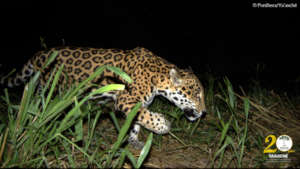 Camera trap image of jaguar on local farm
