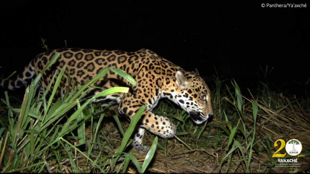 Reduce Clashes Between Jaguars & Farmers in Belize